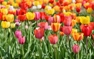 Spring Renewal